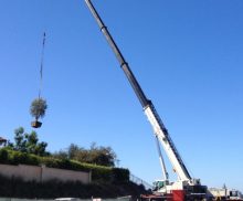 Mobile Cranes Available for Lifting and Setting Large Trees