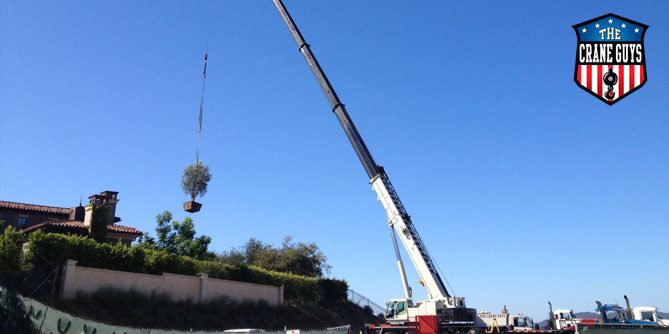 Mobile Cranes Available for Lifting and Setting Large Trees