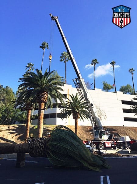 tree trimming lift rental near me